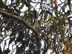 Bubo virginianus