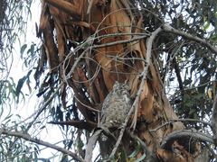 Bubo virginianus