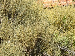 Ephedra fragilis