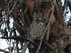Bubo virginianus
