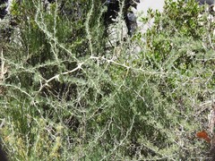 Asparagus albus