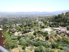 Olea europaea
