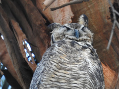 Bubo virginianus