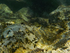 Coryphoblennius galerita