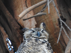 Bubo virginianus
