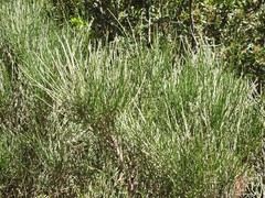 Ephedra fragilis