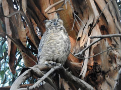 Bubo virginianus