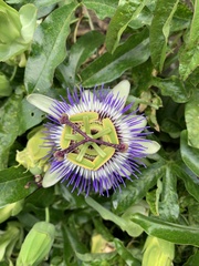 Passiflora caerulea