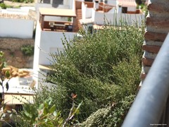 Ephedra fragilis
