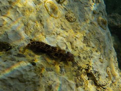 Microlipophrys canevae