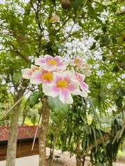 Bignonia potosina