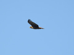Buteo jamaicensis