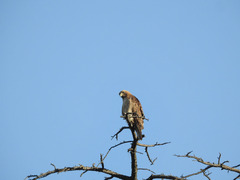 Buteo jamaicensis