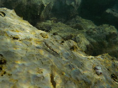 Microlipophrys adriaticus