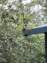 Cercopithecus mitis kolbi