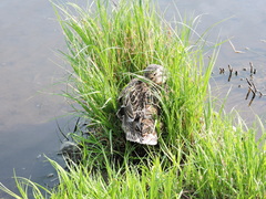 Anas platyrhynchos