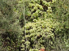 Ephedra fragilis