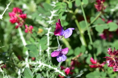 Lathyrus odoratus