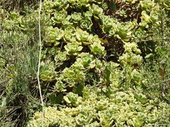 Ephedra fragilis