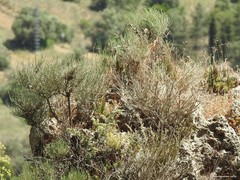 Ephedra fragilis