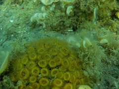 Cladocora caespitosa