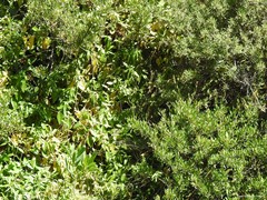 Bupleurum fruticosum