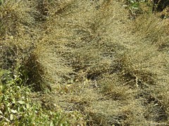 Ephedra fragilis