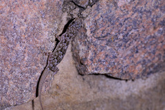 Hemidactylus mercatorius
