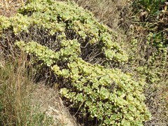 Aeonium haworthii