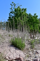 Brickellia dentata