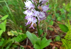 Orchis simia