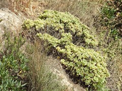 Aeonium haworthii