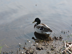 Anas platyrhynchos