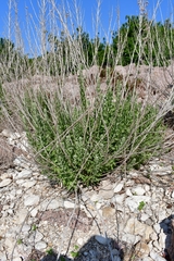 Brickellia dentata