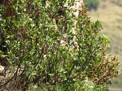 Rhamnus alaternus