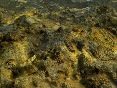 Coryphoblennius galerita
