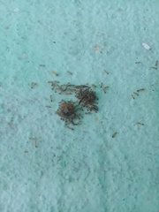 Trichomyrmex destructor
