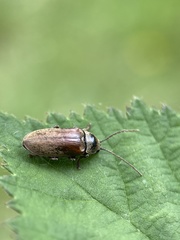 Dascillus