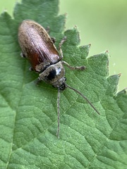 Dascillus