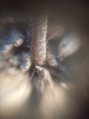 Zygentoma