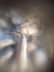 Zygentoma