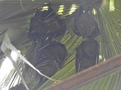 Cynopterus sphinx