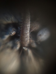 Zygentoma