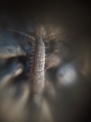 Zygentoma