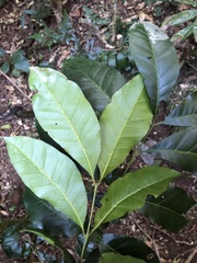 Dysoxylum fraserianum
