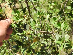 Rhamnus alaternus