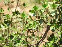 Rhamnus alaternus