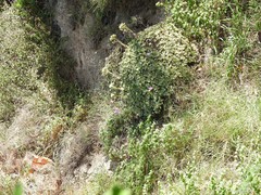 Convolvulus althaeoides