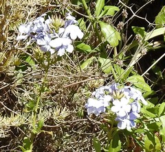 Plumbago auriculata