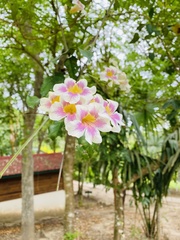Bignonia potosina